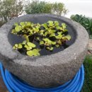 도림장어 이미지