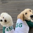 댕블리스 이미지