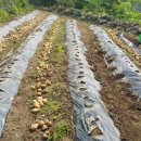 감나무골농장 이미지