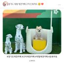 돈워리독 이미지