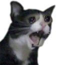작은고집