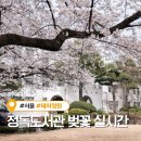 서울재동초등학교 | 정독도서관 벚꽃 실시간 개화현황 만개 직접 다녀온 평일 후기(+주차장 정보)