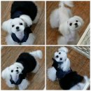 똥강아지애견샵 이미지