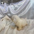 그루밍 플래너 이미지