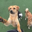 써니도그 이미지