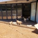 개팔상팔 이미지