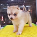 인천강아지분양24시꽃개