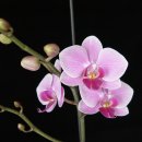 화경축산 이미지