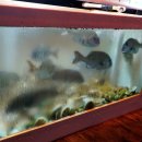 횟집갈래 이미지