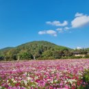 지동길 | 전남 화순 가볼만한 곳 세계 고인돌 공원 화순 효산리 및 대신리 지석묘군 2025화순 고인돌 가을꽃 축제