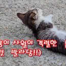 아기고양이 사월이의 격렬한 몸부림 이미지