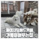 집 머무는 | 홍대 놀거리 사모예드 애견카페 겨울이 머무는집 후기