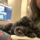 출장펫쌀롱 빙구네 이미지