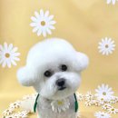 강아지 미장원 이미지