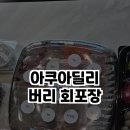 진아쿠아