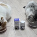 더케어벳 이미지