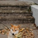 소문난 강아지 이미지