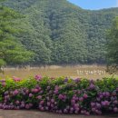 (주)풍림옥천지점 | 충북 옥천 장계관광지 수국 실시간 위치 및 주차정보