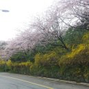 목포유달산봄꽃축제중----- 이미지