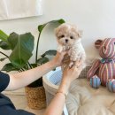 퍼피얌 그루밍 이미지