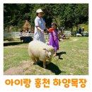 홍천목장 | 홍천 하양목장 후기 아이랑 애견동반 가능한 양떼목장 계곡 물놀이 추천