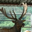 장생사슴농장 이미지