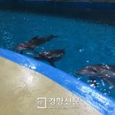 돌고래목욕탕 이미지