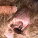 미라클 독 이미지