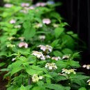 도덕농장 이미지