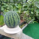 주석농장 이미지