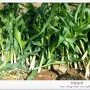 염돌이농장 이미지