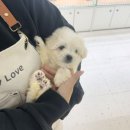 인천강아지분양 테디럽 이미지