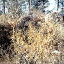 서천남산성 이미지