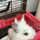 엄마토끼 아기토끼 이미지