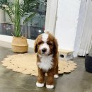 아르미펫 강아지고양이 김포본점 | 레드파티모색 &lt;스탠다드푸들분양&gt; 24시일산,김포강아지분양 마리켄넬
