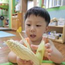 🌽7월8일 수요일-삶은 옥수수와 딱딱한 옥수수를 탐색해요🌽 이미지