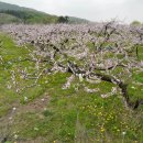 복사꽃피는마을 이미지