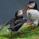 [사진여행] Huffing Puffins 이미지