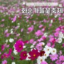 미림가든 | 2024 화순 고인돌 가을꽃축제 개화상태 미림카페 아이랑