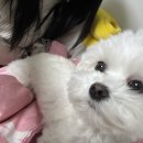 무모한초밥부송점