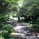 청수 곶자왈 이미지