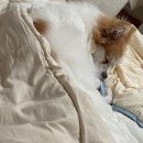 코코애견 | [청구 / 신당] 서울 애견호텔 디어코코 애견호텔 후기🐶