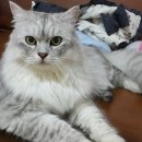 가온누리마켓 이미지