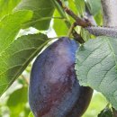 루니농장 이미지