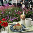 상수 목장 | 테라스와 꽃이 있는 상수역 근처 카페 콜린 부제:크림브륄레에게 배신당하다... 약간 실망한 후기