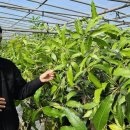 김재민농장 이미지