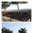 단지과메기