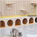 청주고양이카페아이캣유 네이버블로그