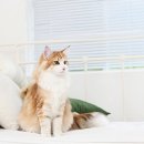 고양이숲 이미지