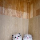 도로시캐터리 이미지